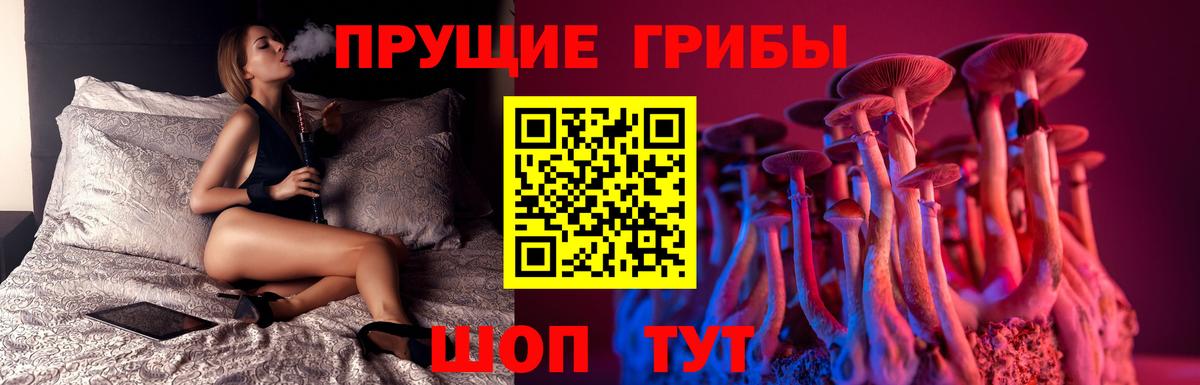 Камень-на-Оби  Псилоцибиновые грибы Cubensis  Вход с VPN  наркотики  Псилоцибиновые грибы Psilocybine cubensis 